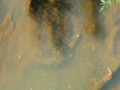 P1040537